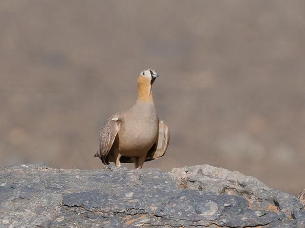 <h3><a href="/trips/marokko/biota/animalia/chordata/aves/025 pterocliformes/001 pteroclidae/pterocles coronatus/pterocles coronatus-nl.html">Pterocles&nbsp;coronatus</a> / Crowned&nbsp;sandgrouse / Kroonzandhoen</h3>OM-1 Mark II met OLYMPUS M.150-400mm F4.5 TC, 1/2000 sec  bij F5.6, ISO 320, afstand 44.3&nbsp;m